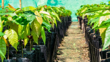 In 2010 companies such as Mars, Hershey, Nestle and Cargill pledged to reduce the worst forms of child labour in their West African supply chains by 70% by 2020